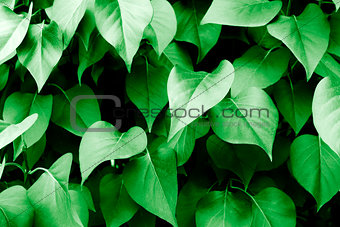 Green leaves and vegetation