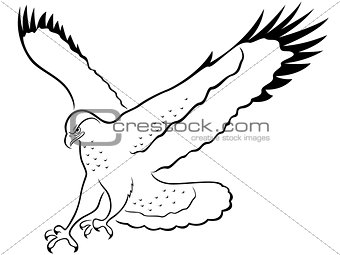 Hawk in attack