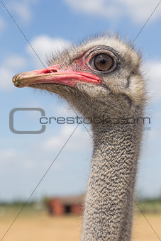 Ostrich profile
