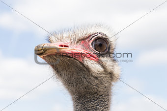 big ostrich head