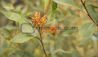 Australian Grevillea flower young inflorescence
