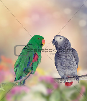 Two Parrots
