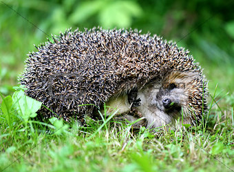 thick hedgehog  