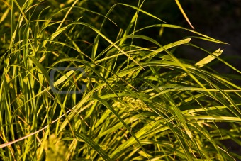 native-grasses