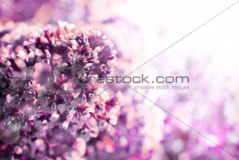 pink flowers spring romantic background