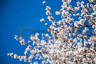 beautiful almond blossoms