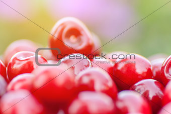 Freshly picked ripe red cherries
