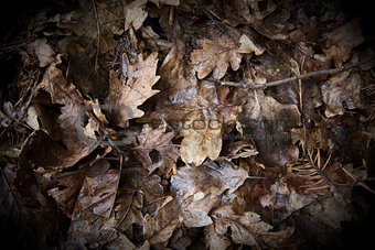 Leaves as a background