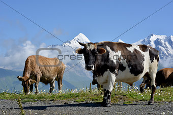 cows  on alpine meadow