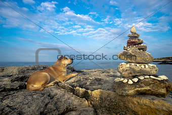 Dog on a stone by the sea shore