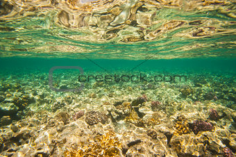 Underwater tropical coral reef