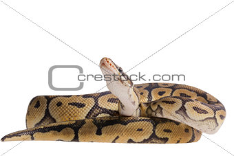 Python regius isolated on white background.