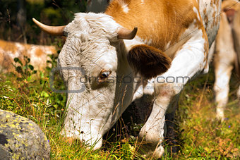 Cow Eating Green Grass in Mountain