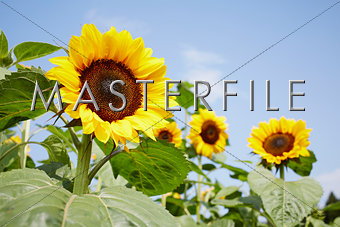 RF_Sunflower_E
