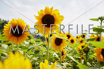 RF_Sunflower_S