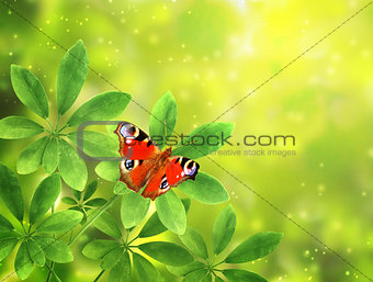 Green leaves and butterfly on sunny background