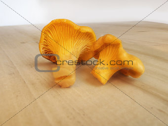 Chanterelle mushrooms on the wooden table