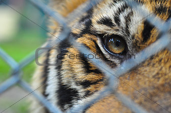 the eyes of little tiger look pass steel net