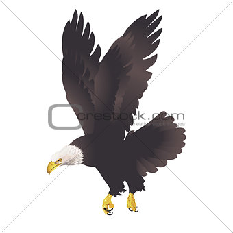 Bald eagle isolated on white background. 