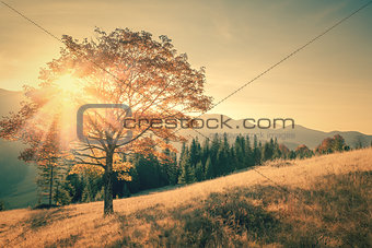 Autumn tree and sunbeam warm day in vintage color