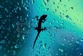 Gecko On Glass Window Wet With Rain Drops
