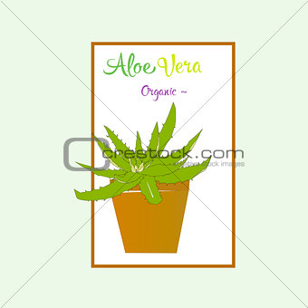 Aloe vera plant in brown pot