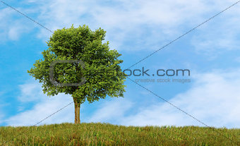 green lonely tree growing in a field