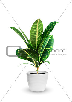 young croton (codieum) a potted plant isolated over white