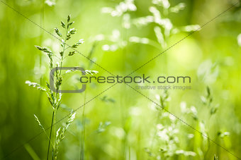 June green grass flowering