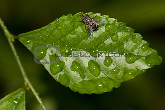 Grey fly on a leaf, top view
