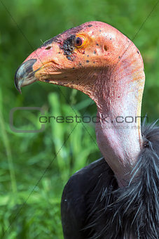 California Condor Closeup Portrait