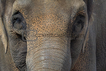 Asian Elephant Closeup Portrait Abstract