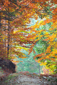 Colorful Autumn Fall Leaves in forest landscape and footpath