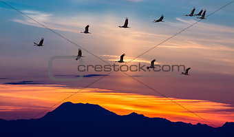 Migratory Birds Flying at Sunset