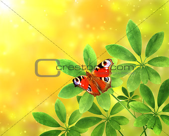 Green leaves and butterfly on sunny background