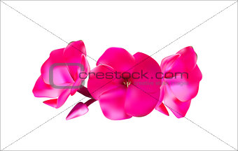 Pink Phlox Flowers Vector Illustration