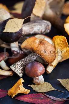 Mix of autumn wild forest edible mushrooms