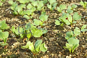 Lush young plants radish in the soil