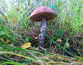 brown cap boletus on the grass in forest