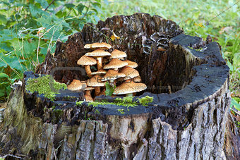 tree stump with mushrooms and moss
