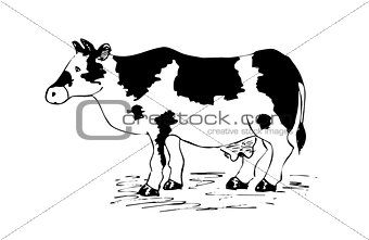 Cow drawing cartoon