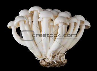 Bunapi Shimeji, White Beech Mushrooms on Black Background