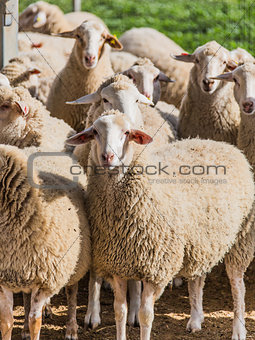 a flock of white sheep 