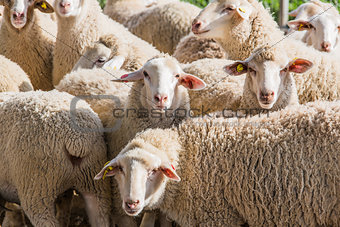 herd of white sheep 