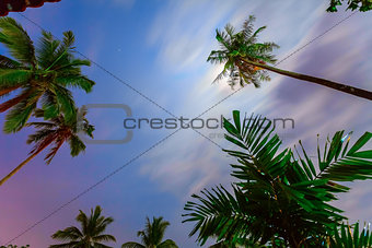 palm trees and colorful sky