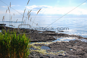 Grass straws by a glittering coast