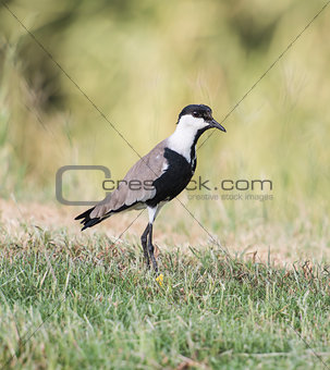 Spur winged plover stood in grass