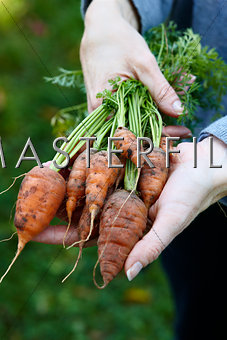 Woman holding a bunch of carrots
