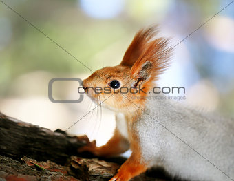 Beautiful portrait of a squirrel 