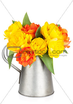 Colorful tulips in watering can